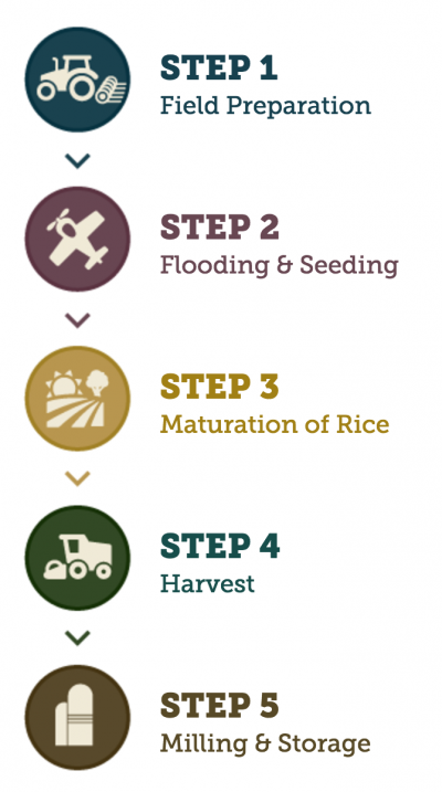 How long does rice take to grow?