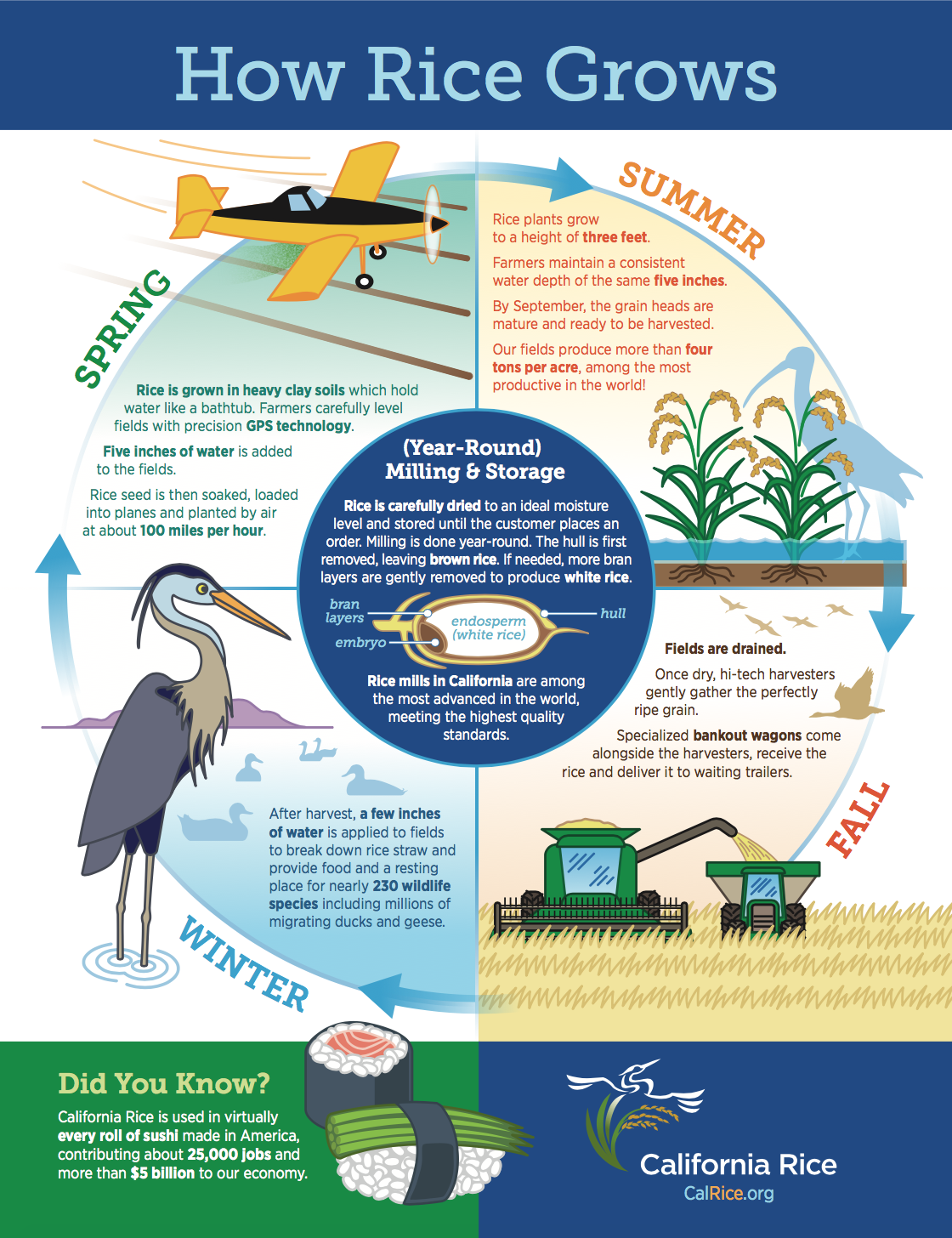 how-rice-grows-infographic