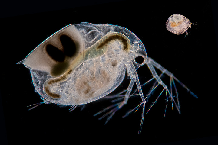 plankton under microscope