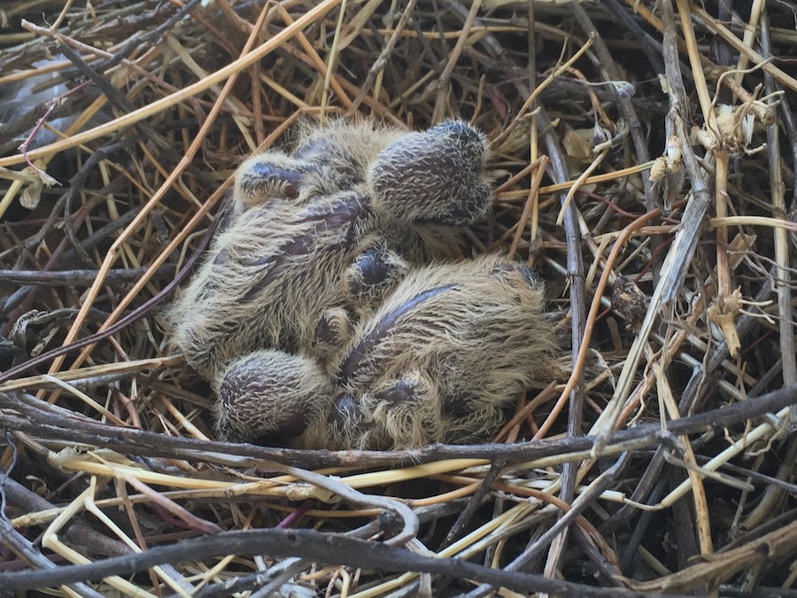 mourning dove babies in nest