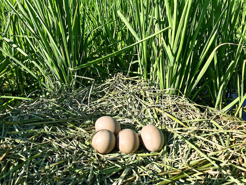 bird eggs on a nest in a rice field