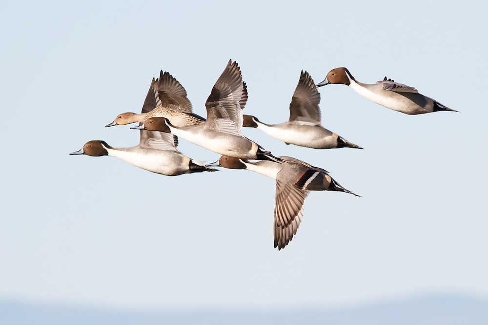 Northern Pintails flying