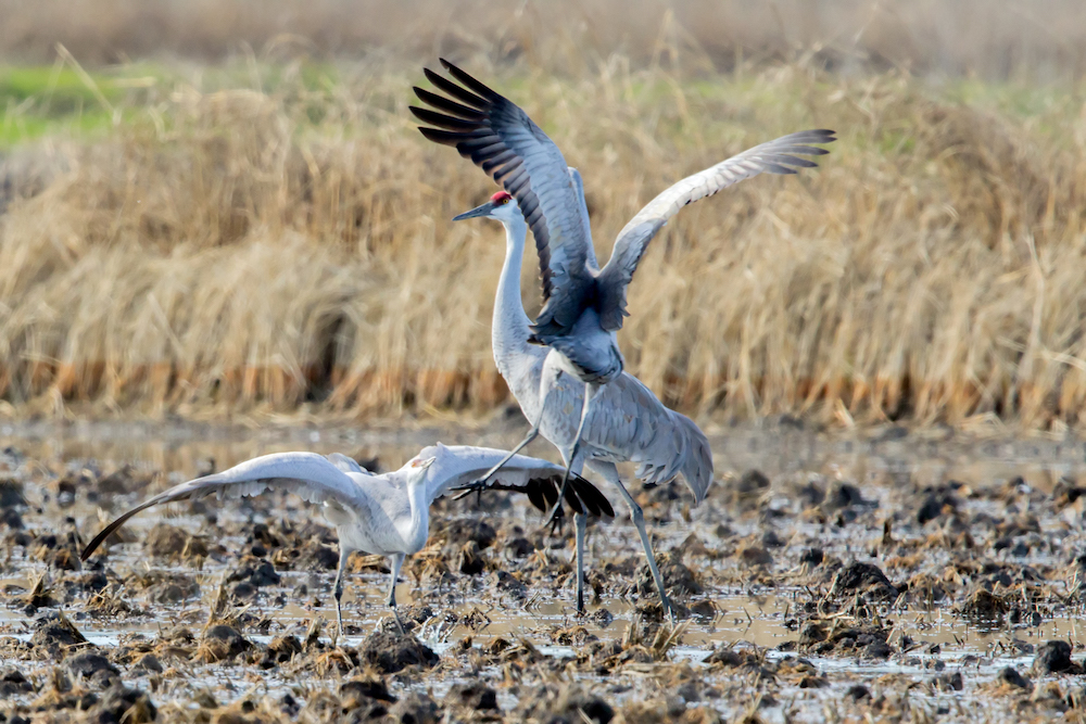 Sandhill Cranes