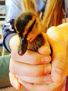 person holding a baby duck