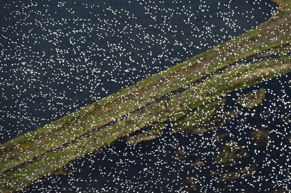 aerial shot of birds flying over rice fields