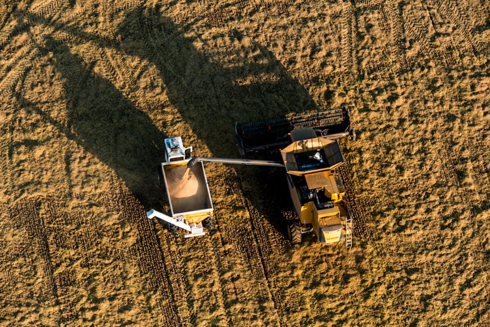 rice harvester dumping rice into container