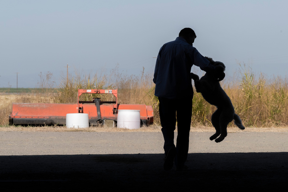 farmer playing with dog