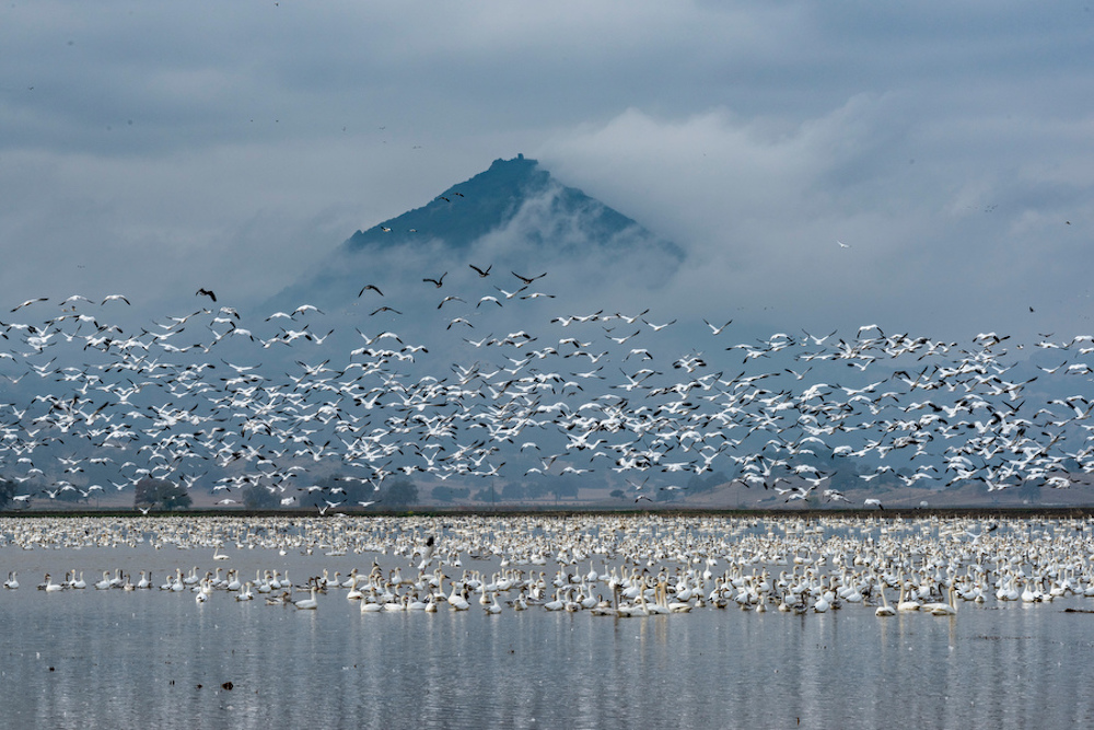 geese taking flight from flooded rice field