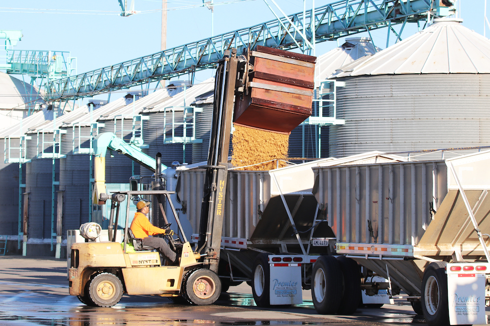 rice being loaded into transport trucks