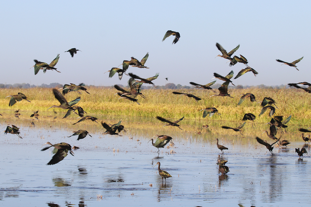 ibis taking flight