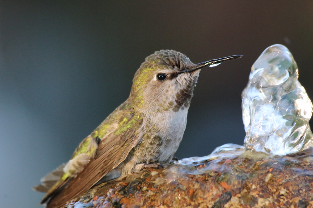 hummingbird