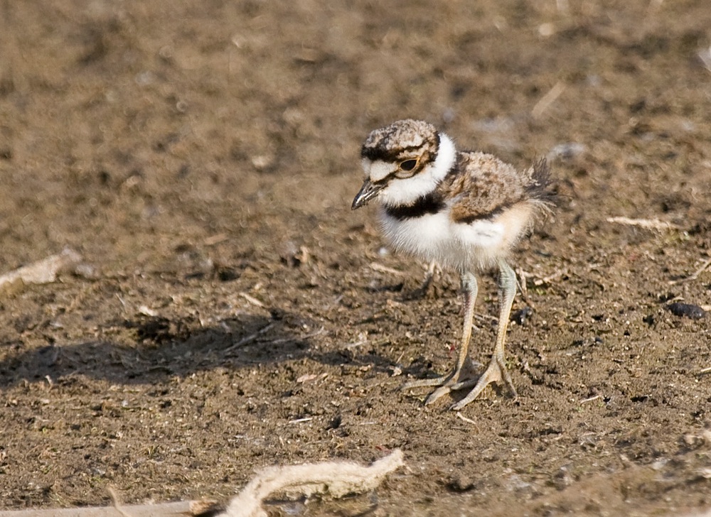 killdeer chick