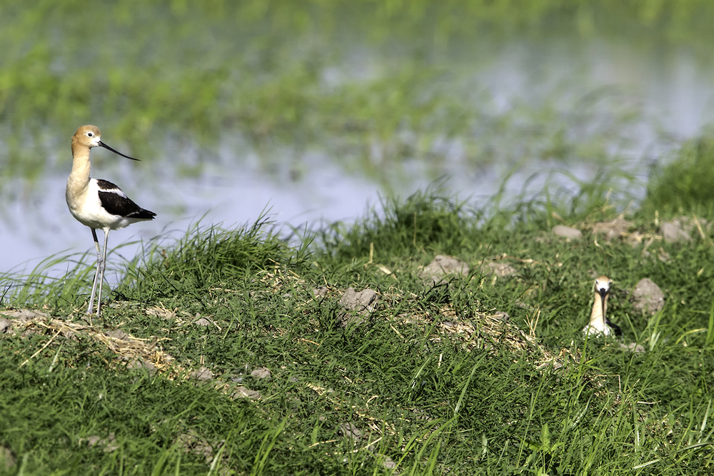 american avocet