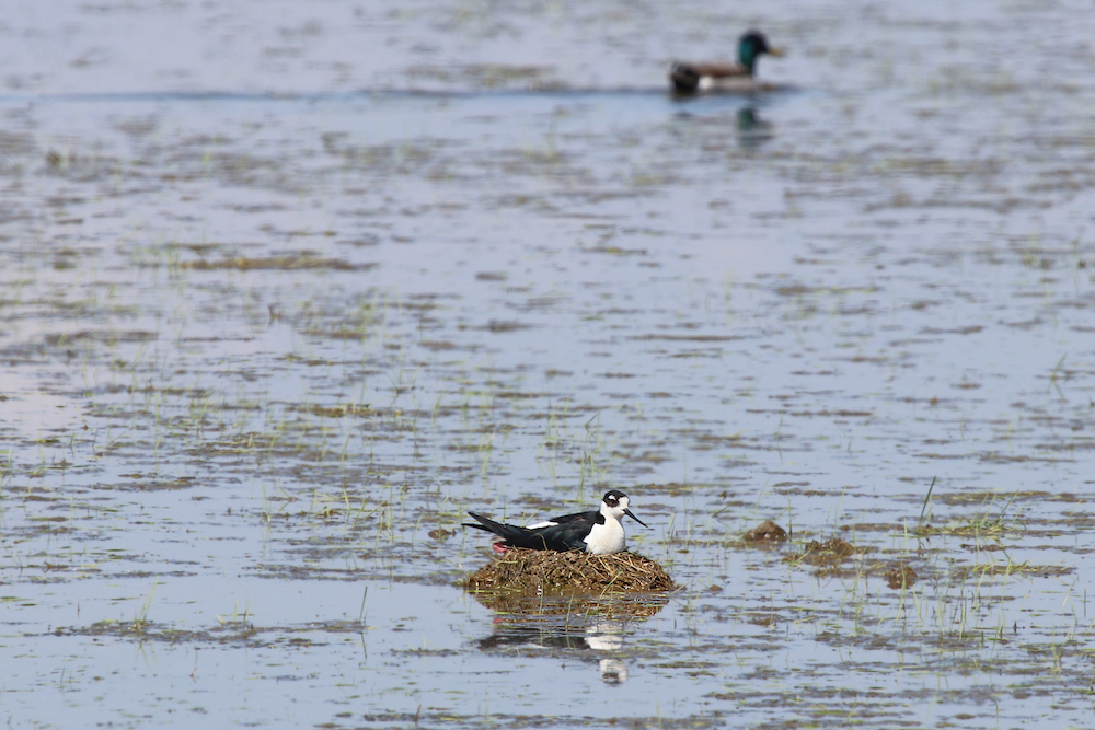 black necked stilt