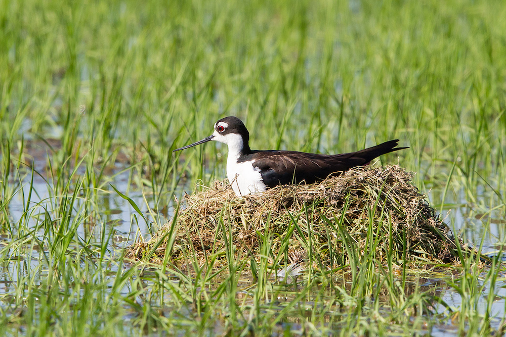 Black Necked Stilt