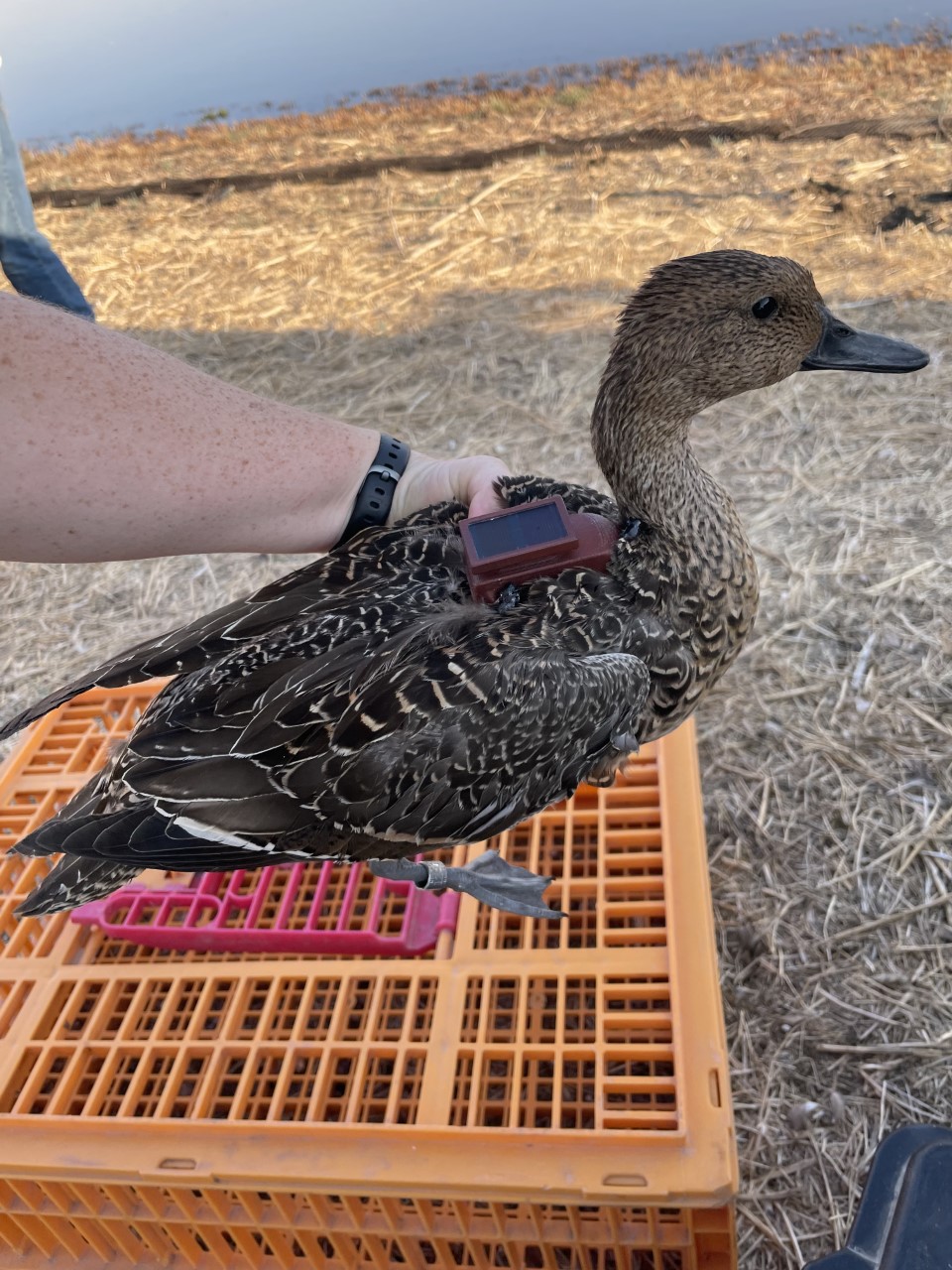 pintail with transmitter tag