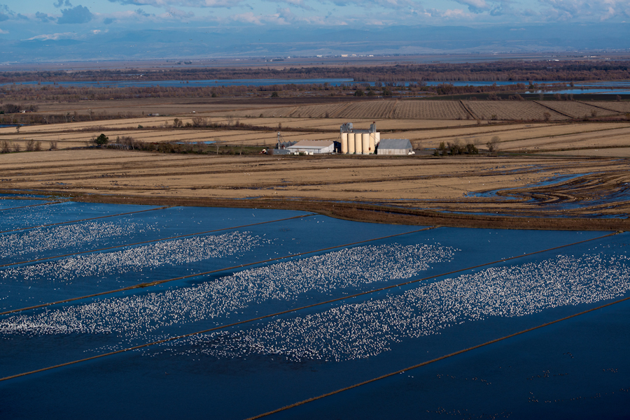 Rice fields from the aire near Willows CA., Thursday Dec 13, 2012
Photo Brian Baer