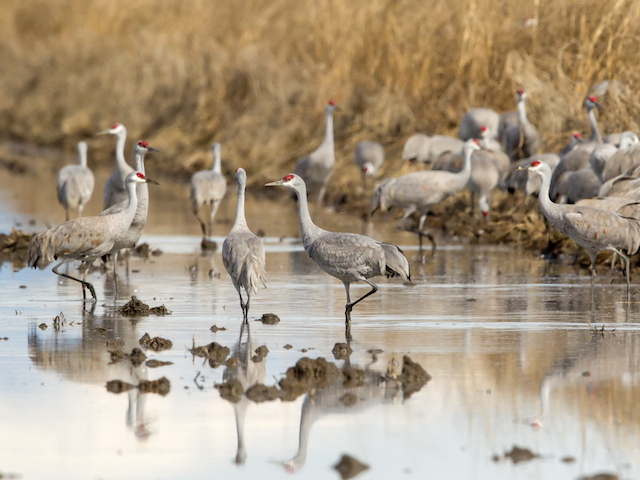 “Rice is really critical” for the threatened Greater Sandhill Crane ...