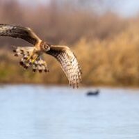 1-NorthernHarrier_Cosumnes_AN3I0536_1home