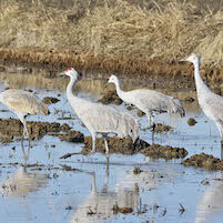 1.2.19 Sandhill Cranes Rd. P 2 copy