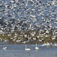 snow geese and swans taking flight