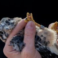 UC Davis student Jessica Schlarbaum and assistant Delaney Roth and work with kestrel chicks in nesting boxes near Esparto, CA 95627, Thursday, May 30, 2019.
Photo Brian Baer