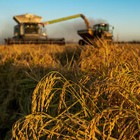 Rice Harvest in Richvale CATuesday, October 13, 2020.
Photo Brian Baer