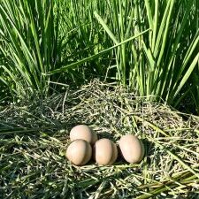 American Bittern nest with eggs