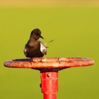 Black Tern