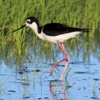 Black necked Stilt