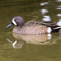 BlueWingedTeal_E3B4228_4x6