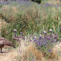 canadian geese