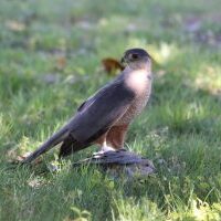 cooper's hawk