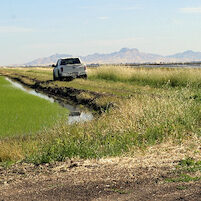 truck driving through rice farm