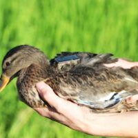 Duck Release 62420-12 Preferred copy