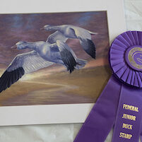 Duck Stamp Winner-home