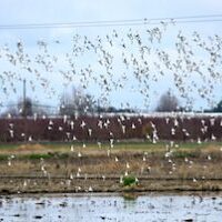 Flying shorebirds 12220