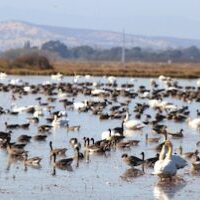 birds swimming in flooded rice field