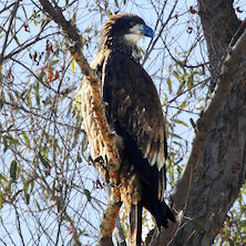 Gray Lodge Eagle 1-1116210-1