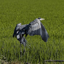 Great blue heron