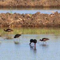 Ibis Rice field 51121