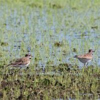 Killdeer Rice 5421