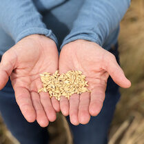 holding rice seeds