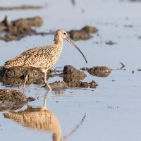 long billed curlew