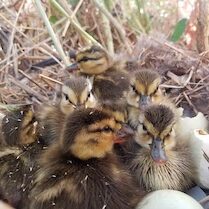 mallard duckings