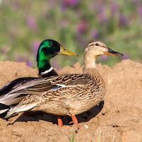 MallardPair_E3B8393 copy-2