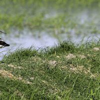 Nesting Avocets