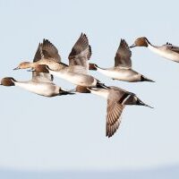 Northern Pintails flying