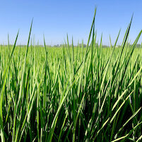 Rice field 71321