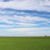 rice field